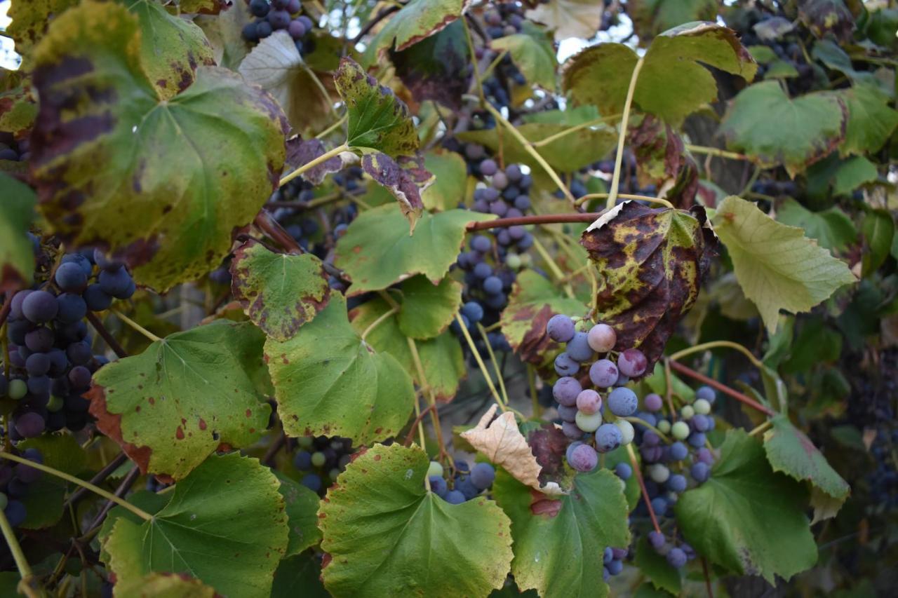 Odmor Za Dusu I Tijelo U Srcu Prirode Villa Aljmas Luaran gambar